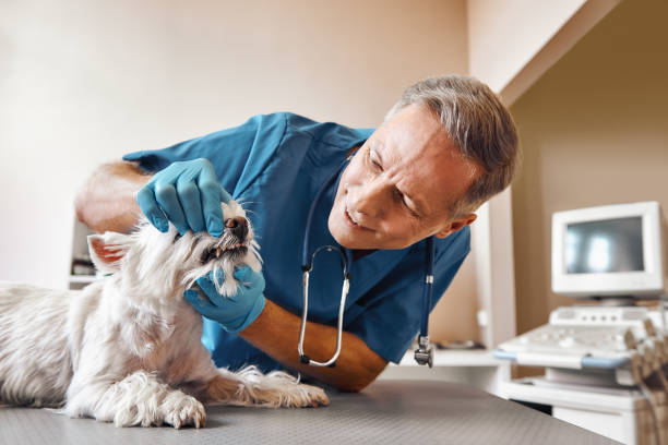 Best Weekend Emergency Dentist in Gibson, AR